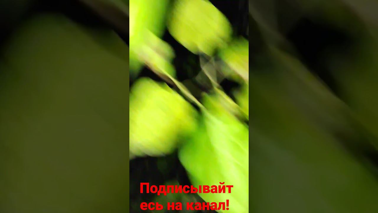 Встретил Барсика вечером! смотреть онлайн