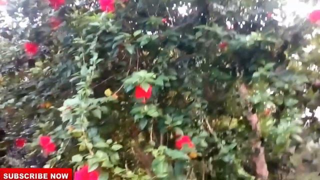 Beautifull hibiscus flower tree my village in bauphal смотреть онлайн