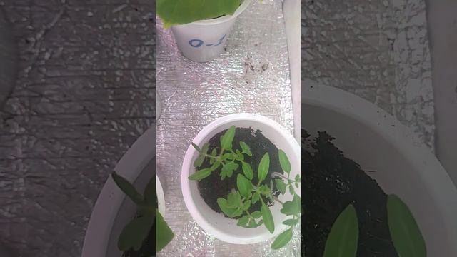 Огурцы в зиму! Первый раз! смотреть онлайн