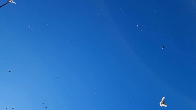 Голуби и детская игрушка = тренировка смотреть онлайн