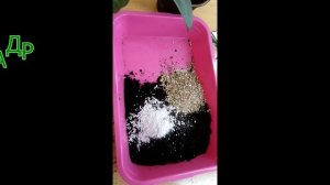 ЭТО ЖЕ ДРИМИОПСИС!!!  пересадка