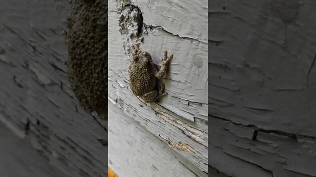 Древесная лягушка из Аппалачского леса. смотреть онлайн