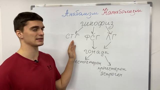 Анаболизм и Катаболизм. Механизмы основных физиологических процессов. смотреть онлайн