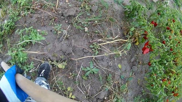 Первое октября копаю картошку. Вторая волна. смотреть онлайн