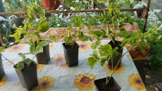 Пришли саженцы ежевики Коламбия Санрайз. смотреть онлайн