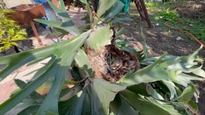 Пересаживаем десятилетний платицериум