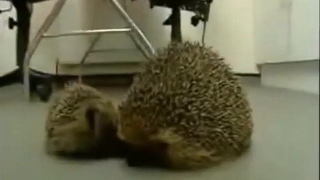 Караул!!! Ежика раскормили! Смешные животные Прикольные животные смотреть онлайн