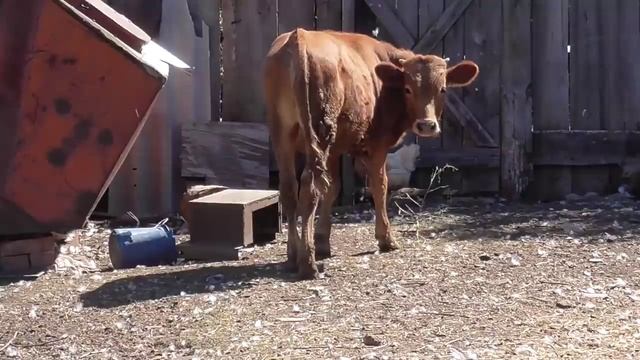 Баня своими руками ЧАСТЬ 2 смотреть онлайн