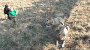 Олег Зубков беседует со львами. Парк Тайган