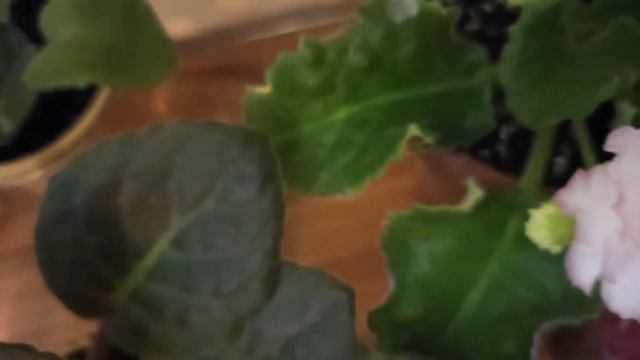 Все мои пересаженные фиалки/All my transplanted African violets смотреть онлайн