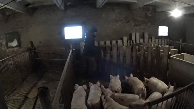 Вес поросенка в 3 месяца/Разведение свиней смотреть онлайн