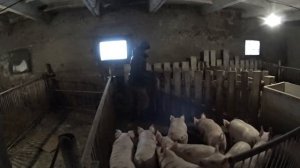 Вес поросенка в 3 месяца/Разведение свиней