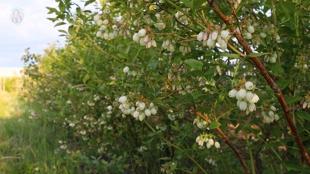 Правила посадки голубики для получения хорошего урожая смотреть онлайн