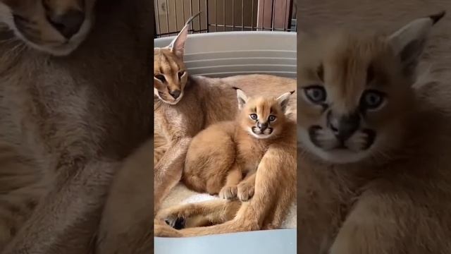 Котенок КАРАКАЛА Мяукает #мяукает #котенок #каракала #shorts смотреть онлайн
