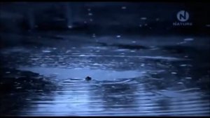 Николай Гумилёв - Жираф (исполняет В.Дубинин)