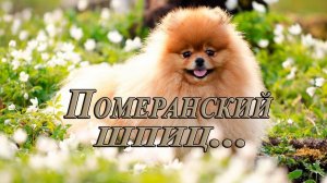 Померанский шпиц -   декоративная порода собак  *