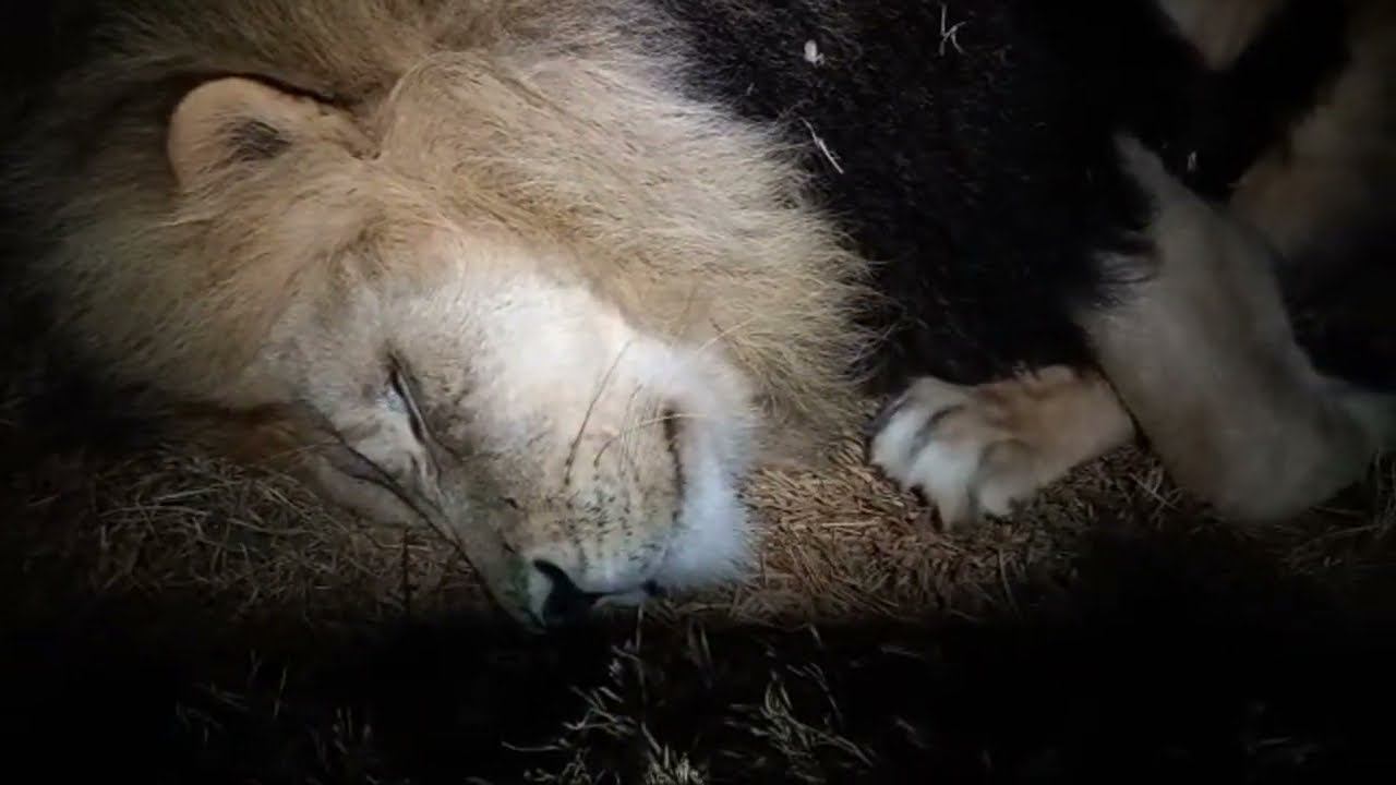 Living_with_lions в прямом эфире! смотреть онлайн