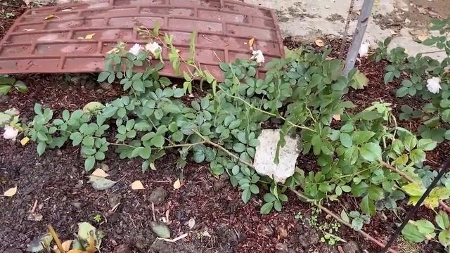 КАК ПОДГОТОВИТЬ РОЗУ К ЗИМЕ смотреть онлайн