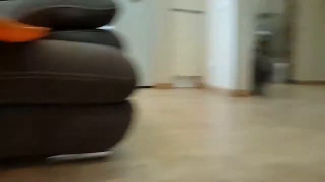 Кот зовет шпица играть смотреть онлайн