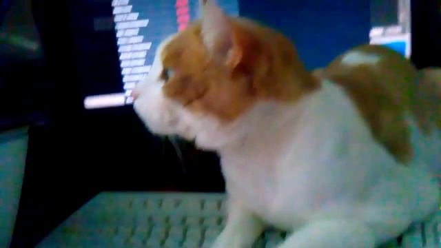 Наглый кот на клавиатуре смотреть онлайн