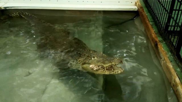 Кормление нильского крокодила Федоры. 29.05.2022 смотреть онлайн