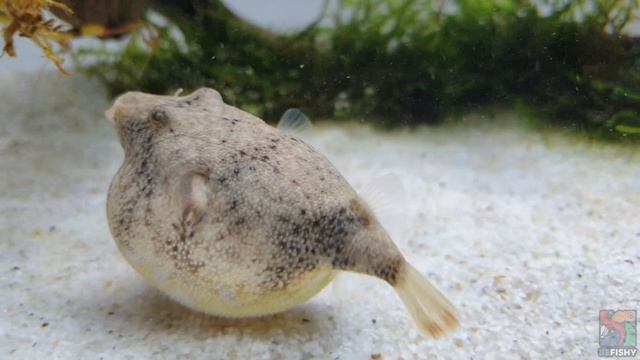 POTATO PUFFERFISH PUFFS UP | PUFFERFISH INFLATES смотреть онлайн