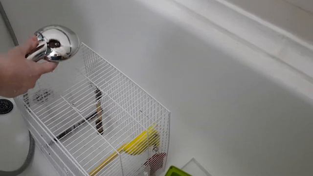 Ricardo - очень весёлый и активный попугай, с которым не соскучишься! Вот так он любит купаться. смотреть онлайн