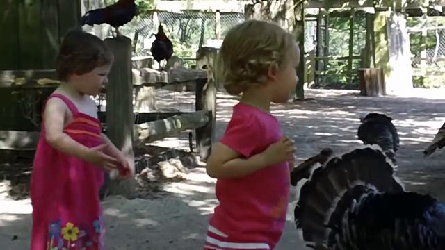 Meeting the animals at Magnolia Plantation смотреть онлайн