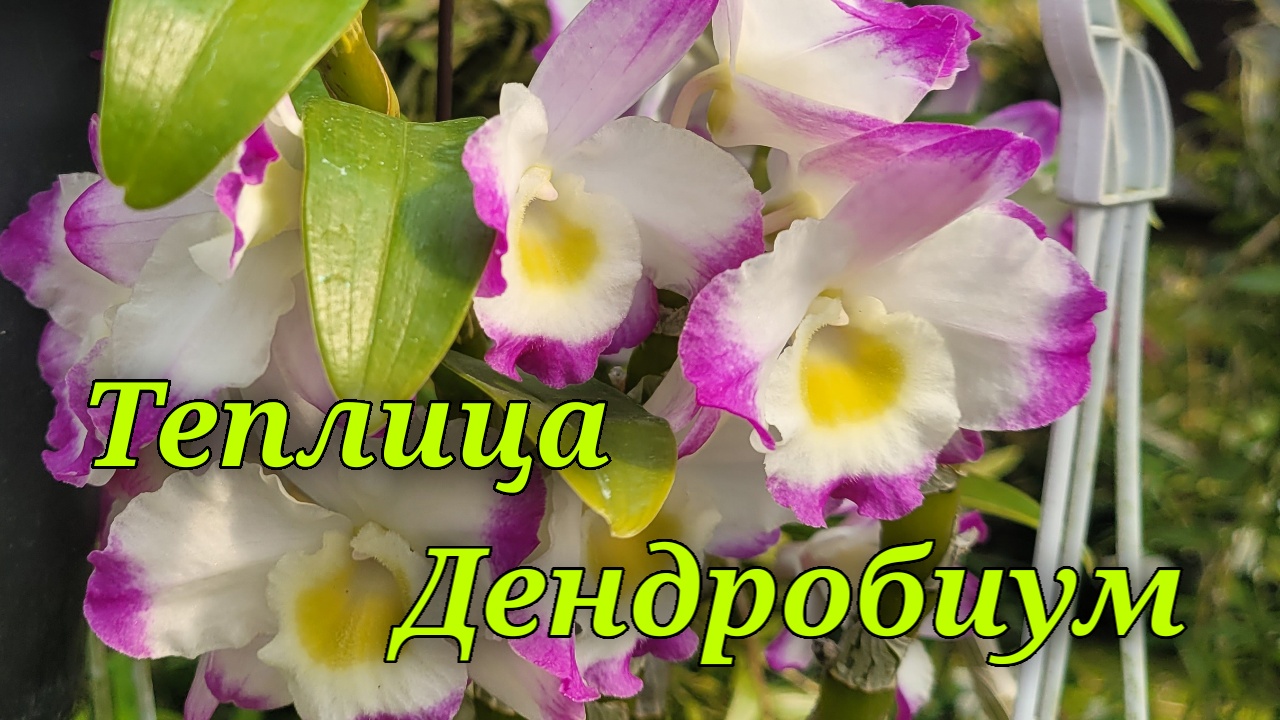 Теплица орхидей. Dendrobium. смотреть онлайн