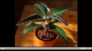 Каланхоэ Лечебные свойства