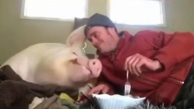 Как свинья есть вместе с человекам