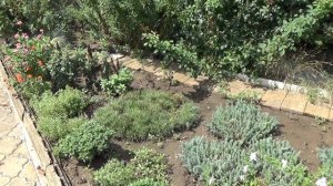 Красивые почвопокровники для вашего сада