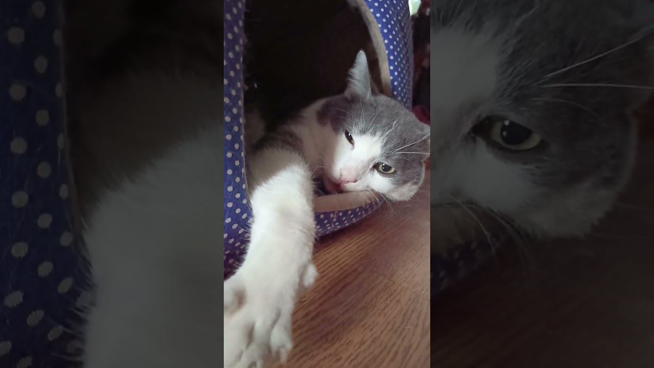 Размышление кота. #кот #мурзик #питомец #лайк #котики #люди #приколы смотреть онлайн