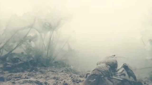 ГДЕ ЗИМУЮТ РАКИ? смотреть онлайн