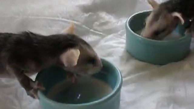orphaned baby opossums lapping milk from a bowl смотреть онлайн