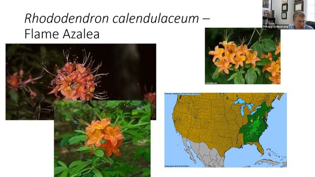 Munch and Learn: Native Azaleas смотреть онлайн