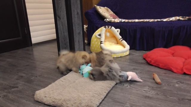 Шпиц/Померанский шпиц / Щенки шпицев 2,5 месяца