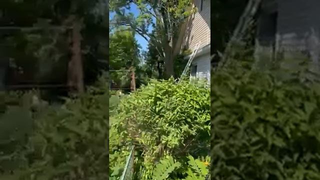 Ну чем не ботанический сад смотреть онлайн