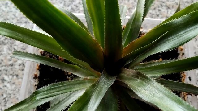 Ананас из верхушки. Продолжаем растить и ухаживать.. смотреть онлайн