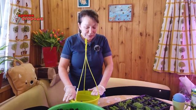 Лобелия - пикировка. смотреть онлайн