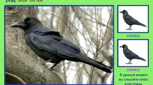 Ворон. Ворона. Грач. Галка. Голоса птиц России