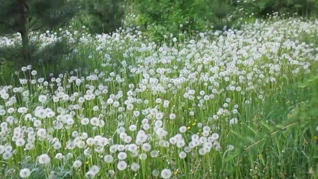 Бежий Луг исцеление Живой Природой смотреть онлайн