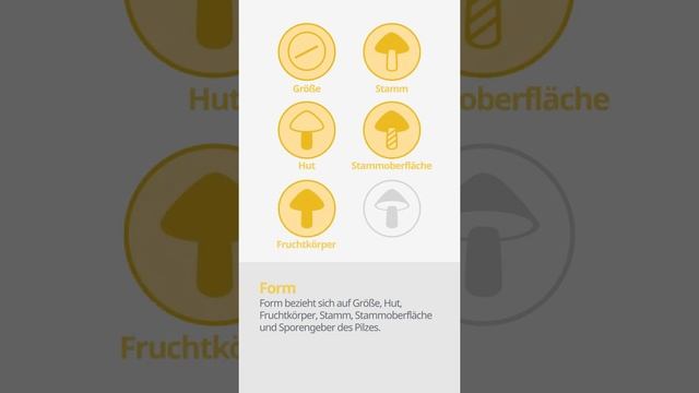 Schuppiger Porling (Polyporus squamosus) | Form | Praktisches Kurzprofil | Shroomers смотреть онлайн