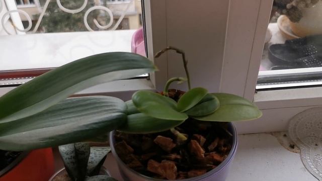 ?Реанимашки, уценки... ?Обзор с южного окна?