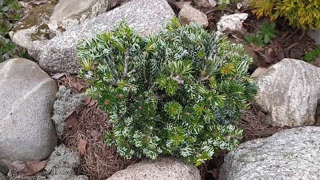 Каменистый сад в начале мая.Как перезимовали растения. смотреть онлайн