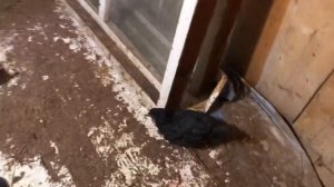 Как сделать насест/сидало для куриц?/ наш курятник/ Часть 1/