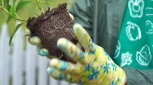 Гортензия. Как и где посадить? Подготовка почвы