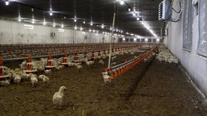 Современная работающая птицефабрика
