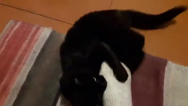 Кот в ярости