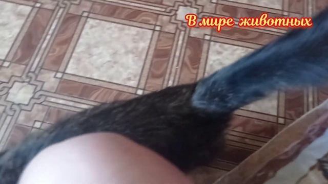 Новый друг Кузи. смотреть онлайн